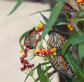 IMG_8998 monarchs